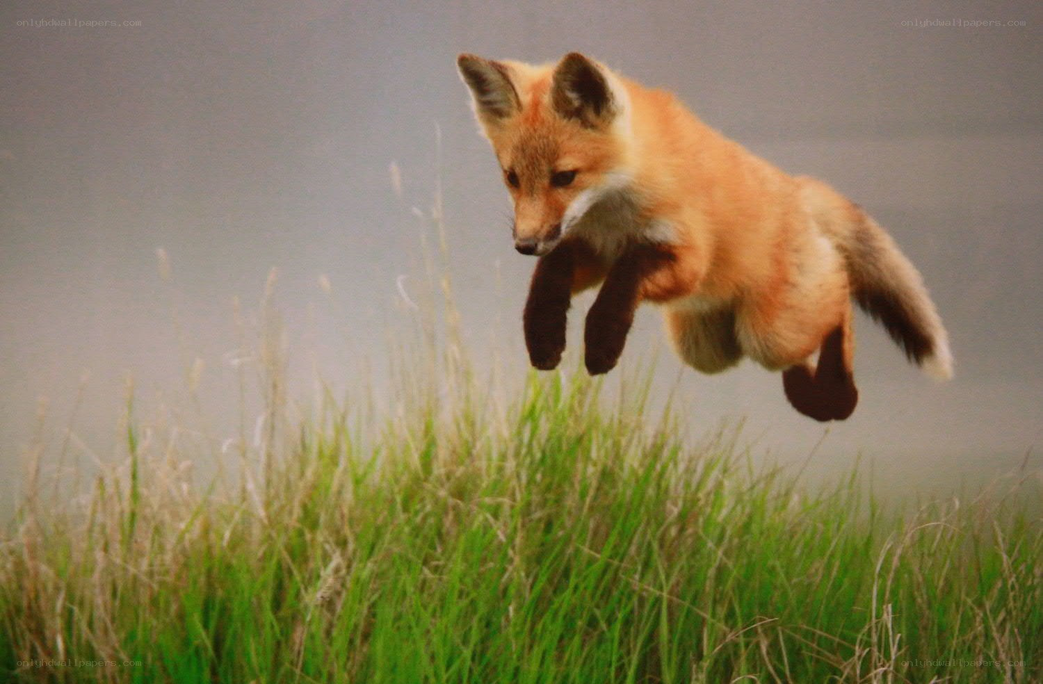 fox jumping in grass