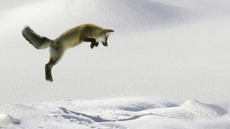 fox jumping in snow