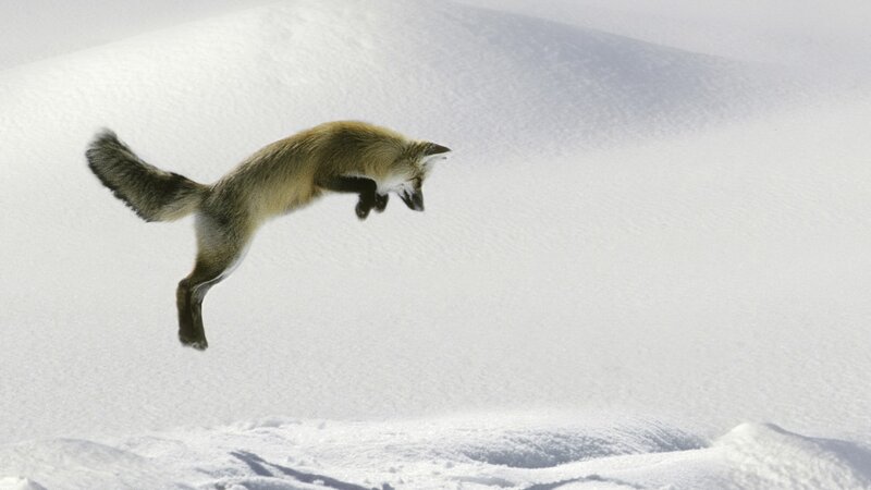 fox jumping in snow
