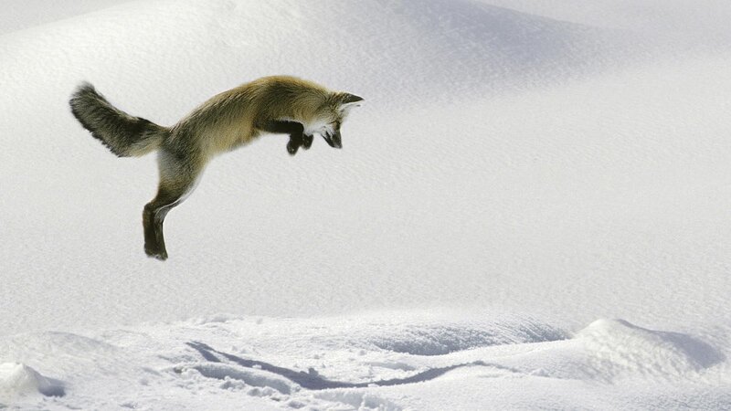 fox jumping in snow
