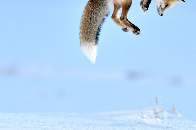 Fox Jumping in Snow — Blue