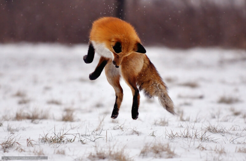fox jumping in snow