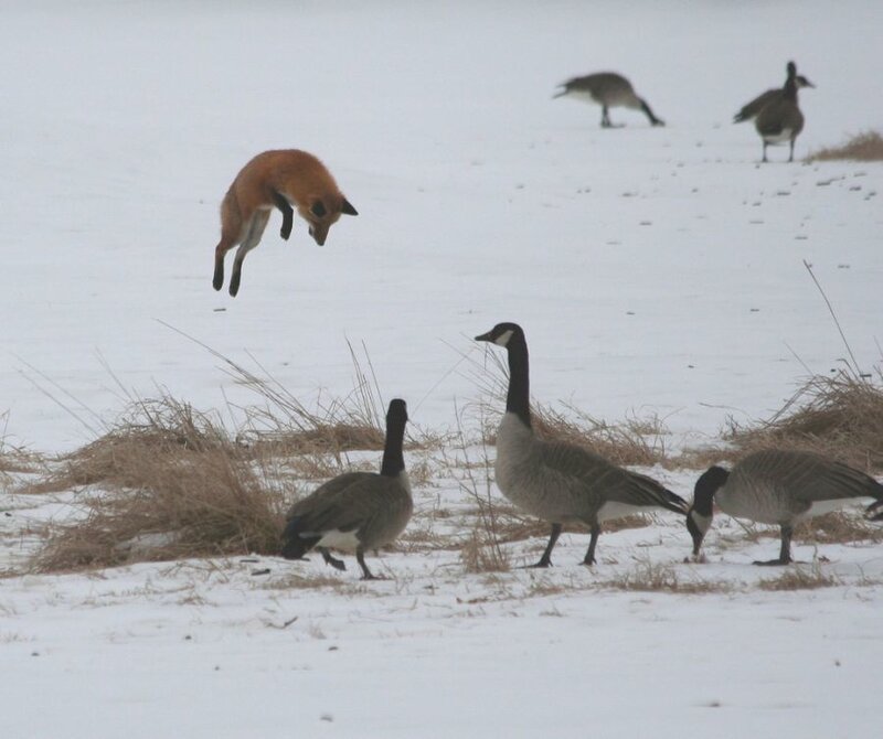 Fox Jumping over Geese
