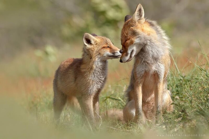 Fox Kit and Adult Fox — Brown