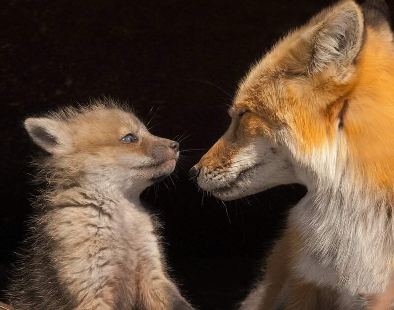 Fox Kit and Adult Fox — Orange, Intimate