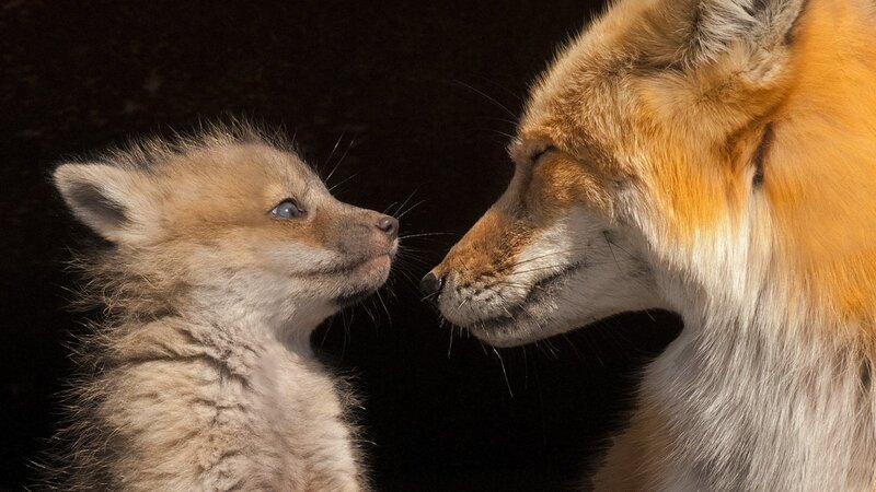 Fox Kit and Adult Fox — Orange