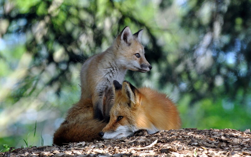 Fox Kit and Adult Fox