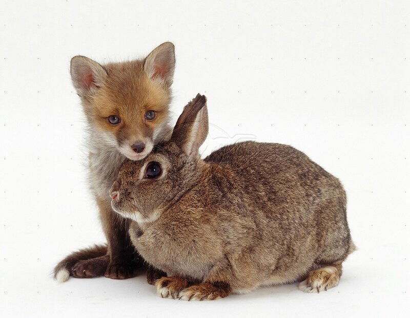 Fox Kit and Rabbit