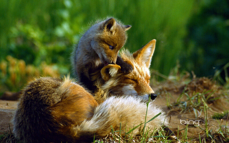 Fox Kit Grooming Adult