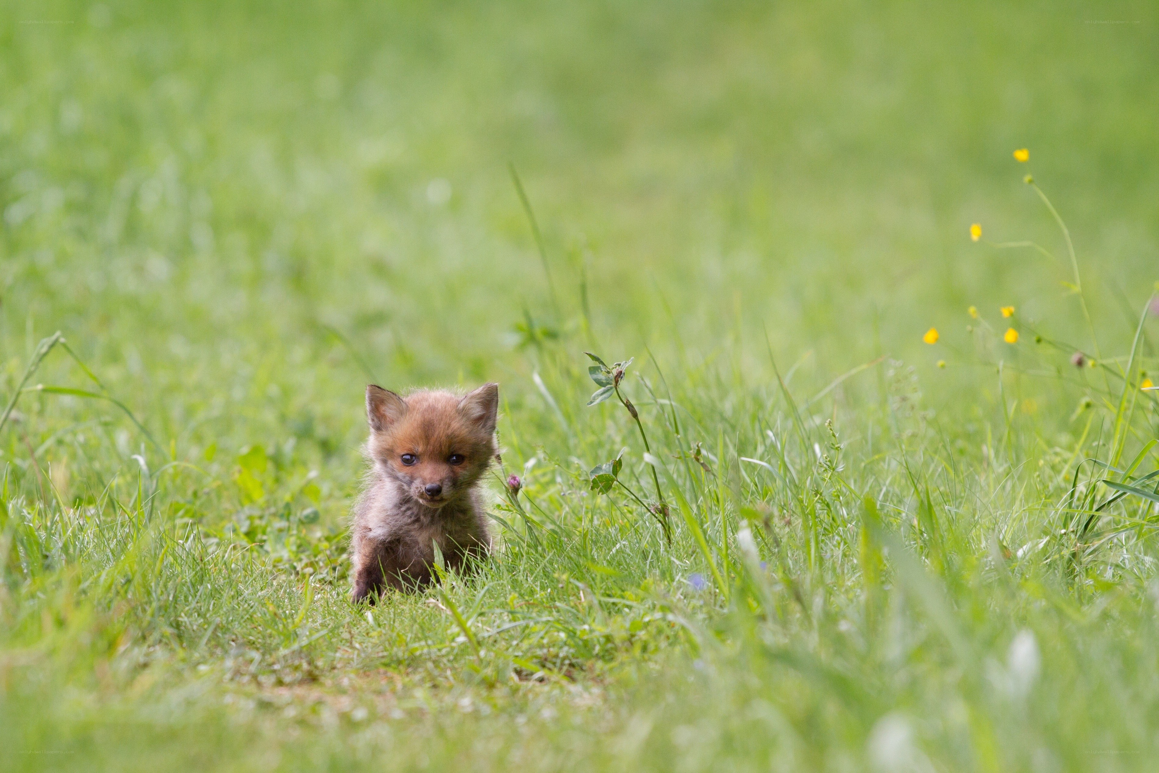Fox kit in a grassy field