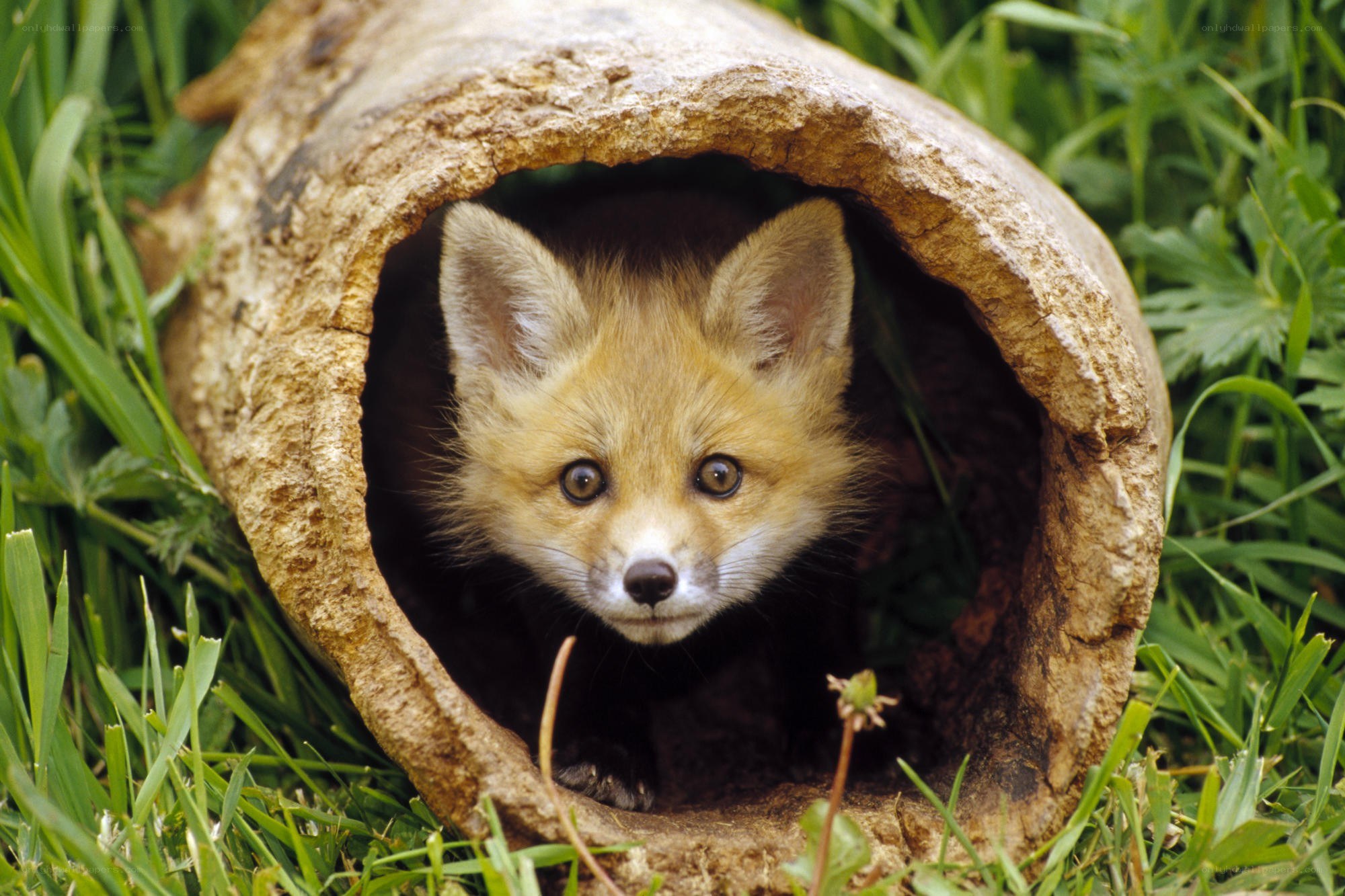 Fox kit in a hollow log