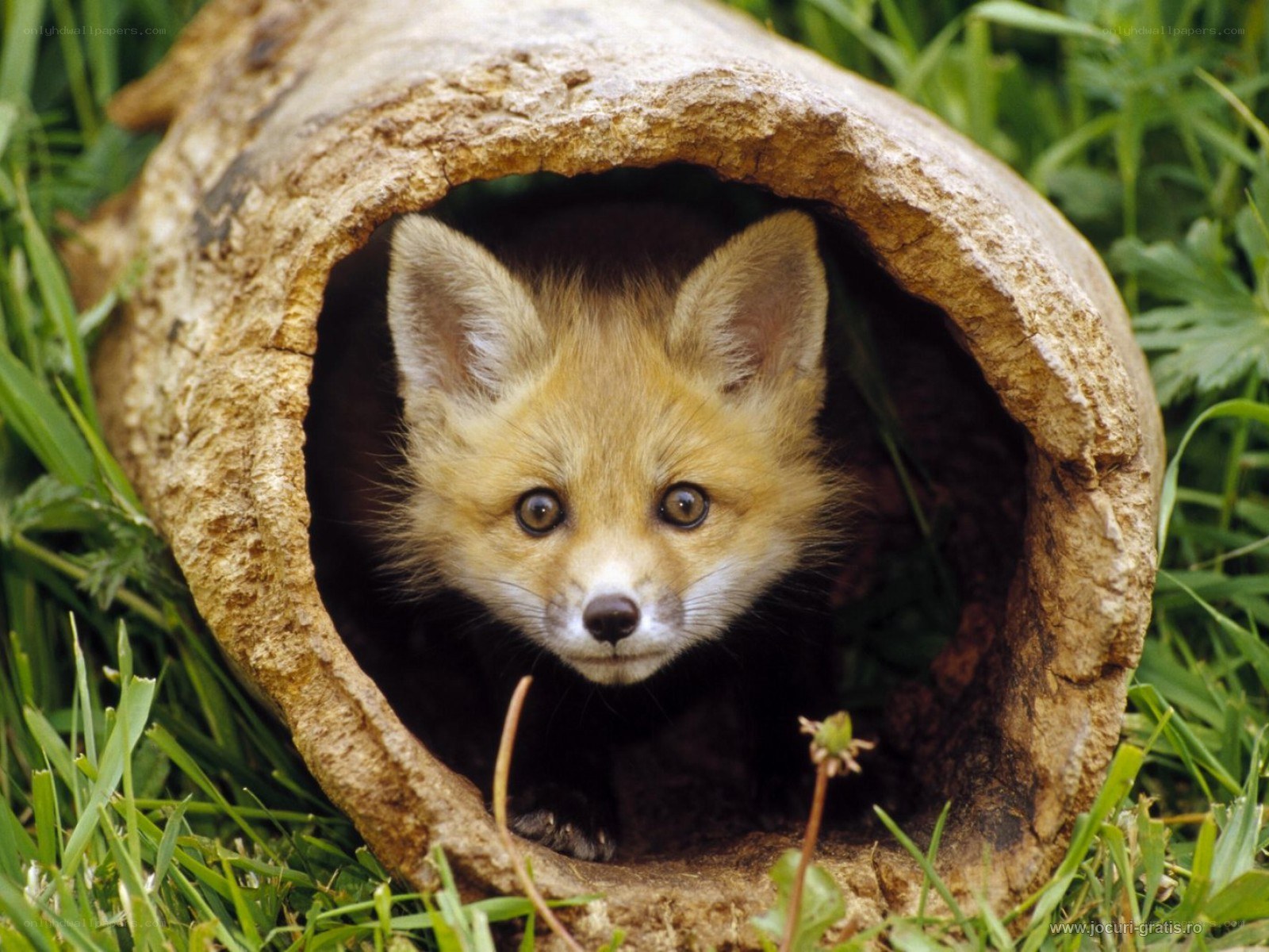 Fox kit in a hollow log
