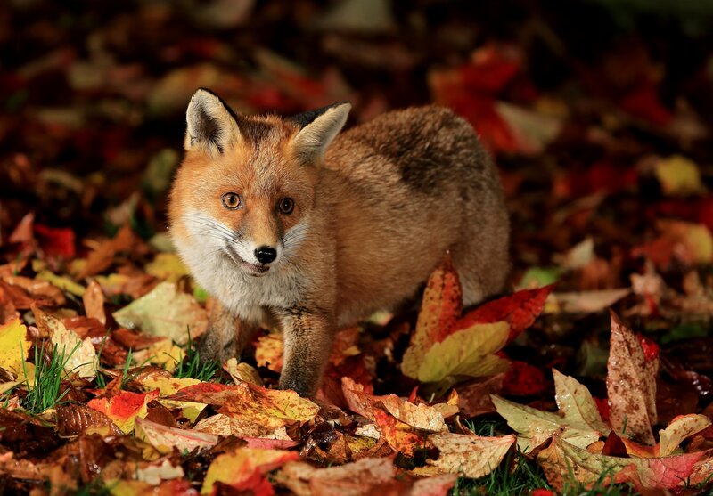 Fox Kit in Autumn Leaves