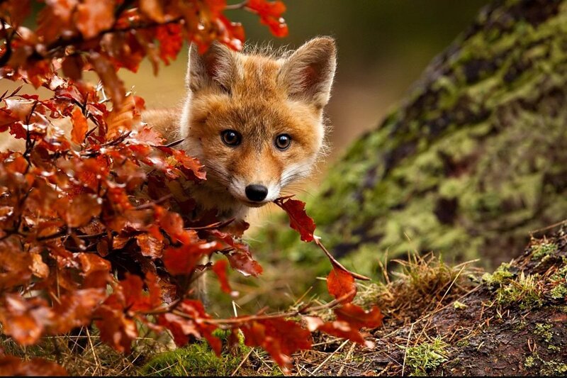 Fox Kit in Autumn — Orange
