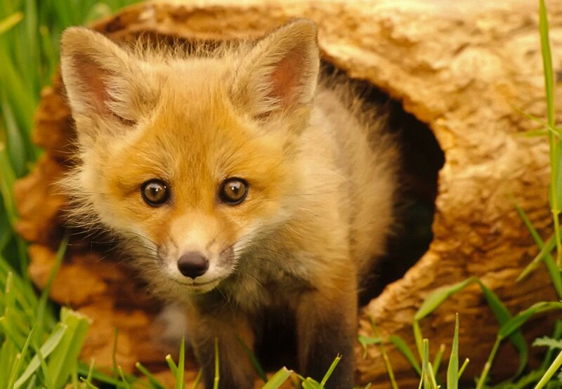 Fox Kit in Burrow