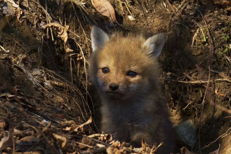 Fox Kit in Den — Brown