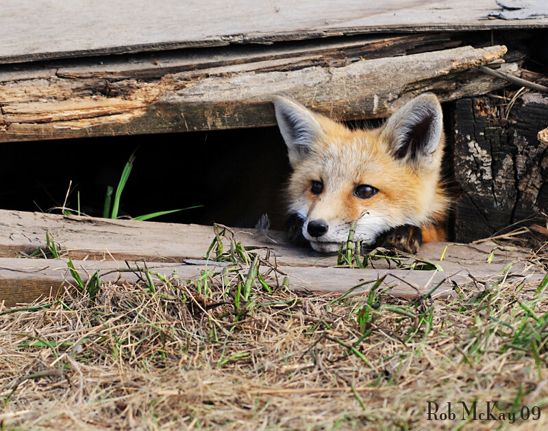 Fox Kit in Den