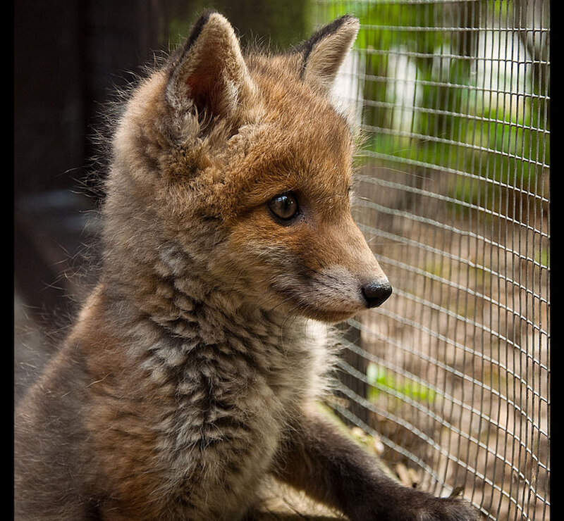 Fox Kit in Enclosure