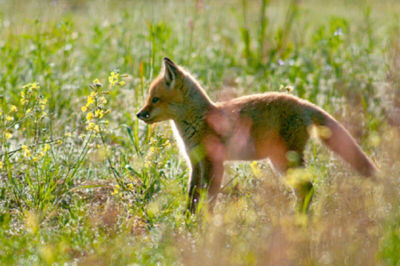 Fox Kit in Field