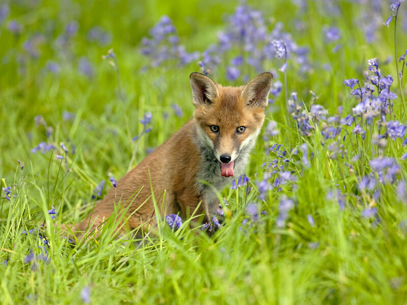 Fox Kit in Flowers — Green, Curious
