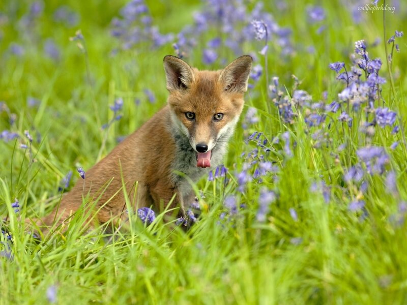 Fox Kit in Flowers — Green