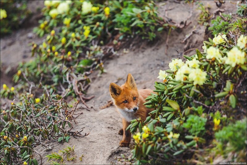 Fox Kit in Flowers — Orange