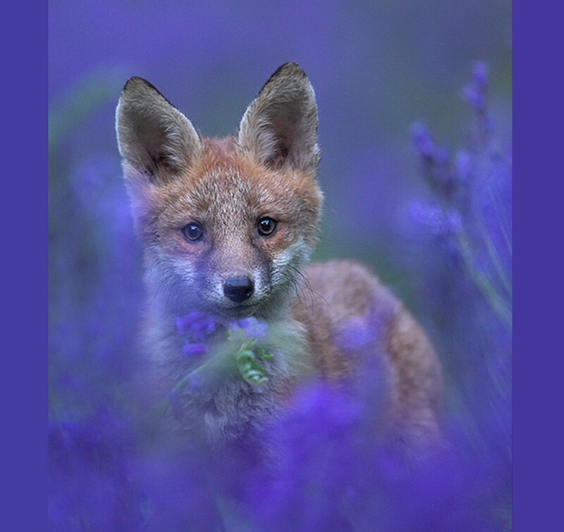 Fox Kit in Flowers — Purple