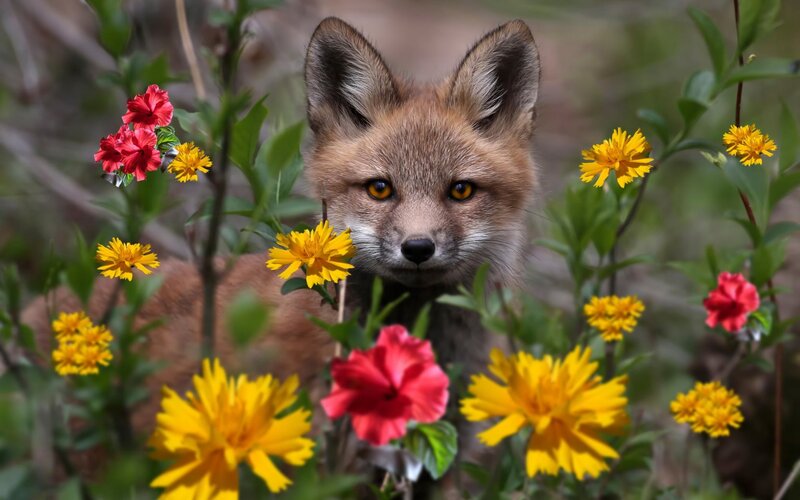 Fox Kit in Flowers — Yellow, Calm, Spring