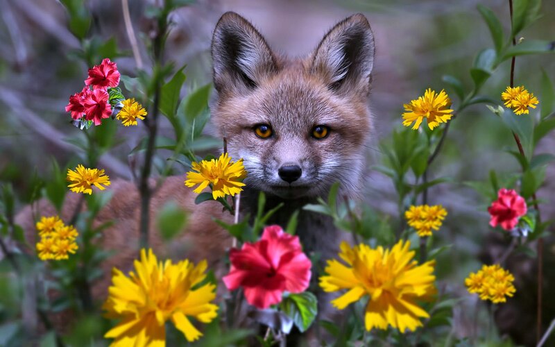 Fox Kit in Flowers — Yellow, Calm