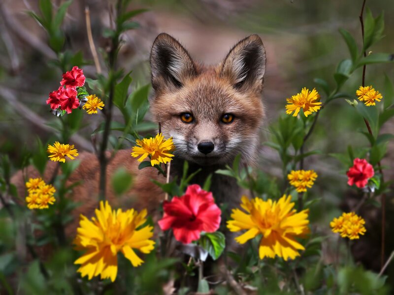 Fox Kit in Flowers — Yellow