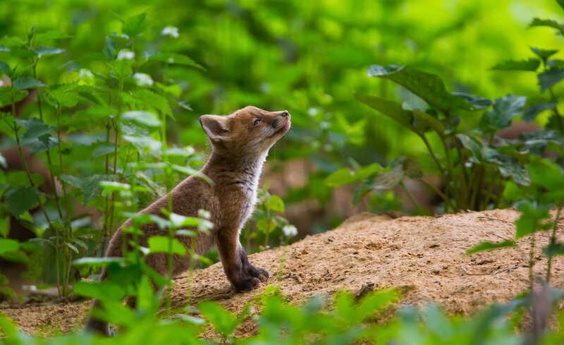 Fox Kit in Foliage — Green