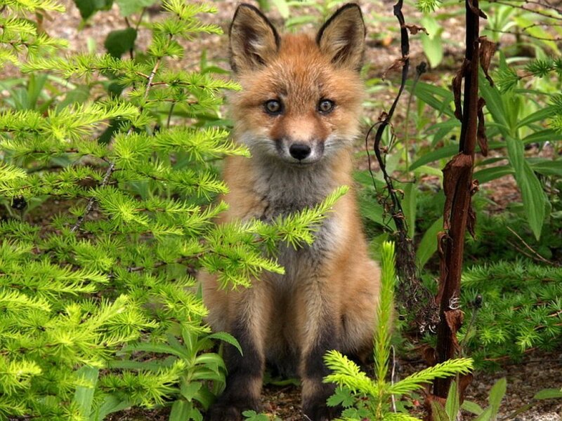 Fox Kit in Foliage