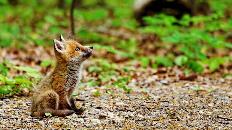 Fox Kit in Forest — Brown