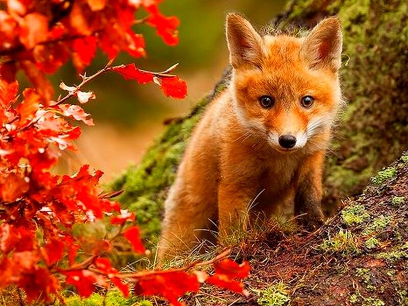Fox Kit in Forest — Orange, Calm