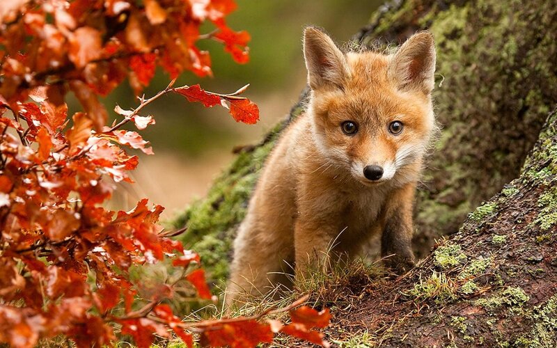 Fox Kit in Forest — Orange