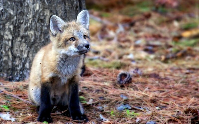 Fox kit in forest