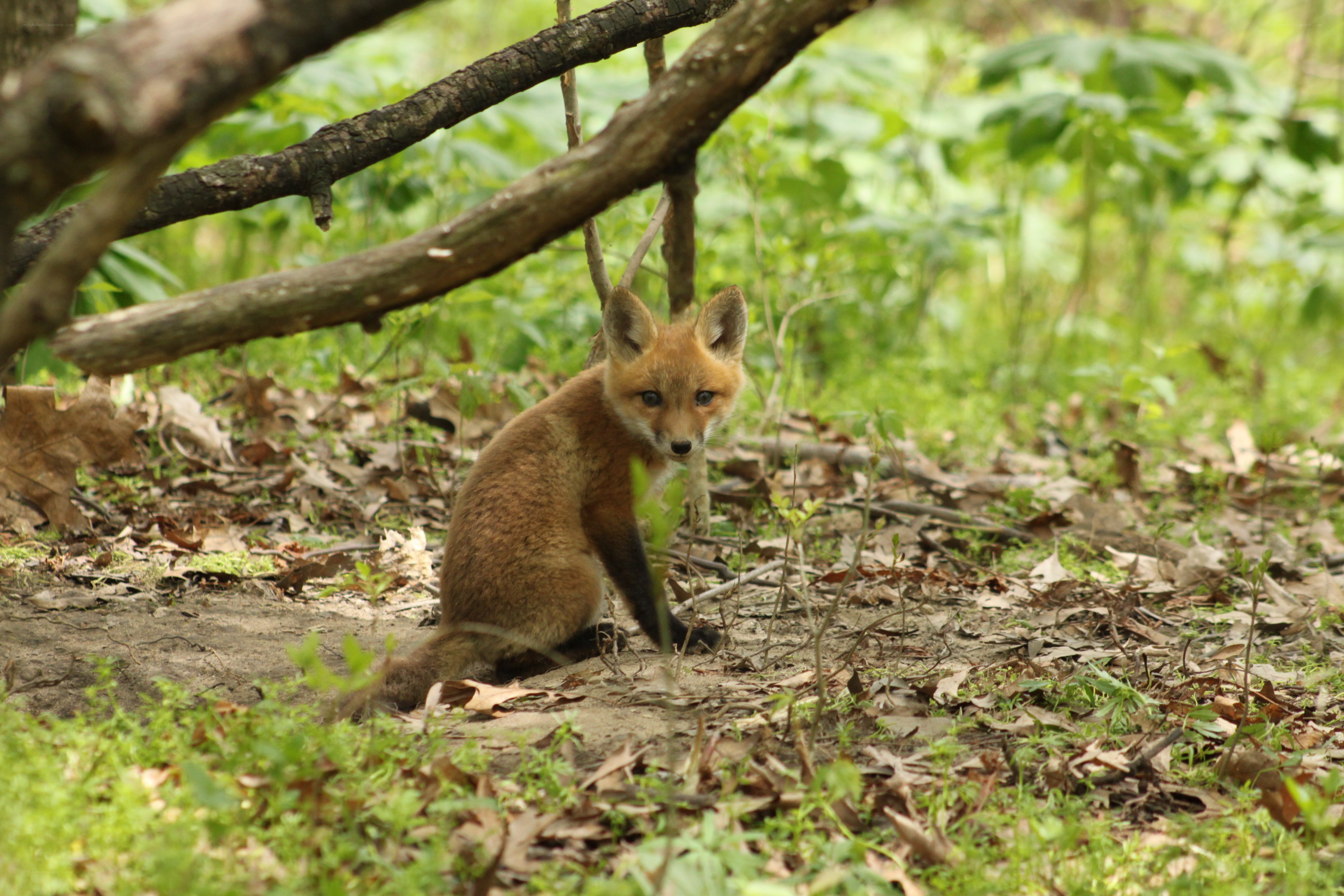 Fox kit in forest underbrush