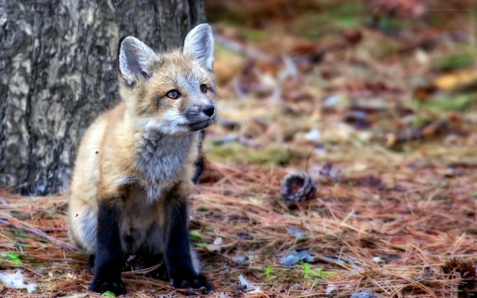 Fox kit in forest