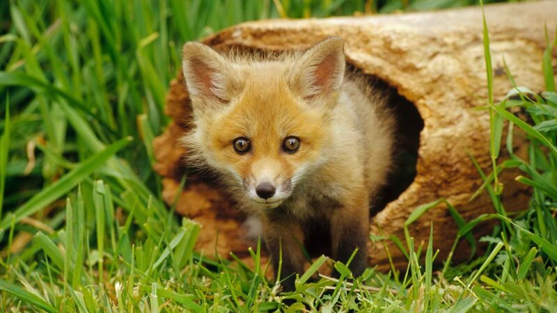 fox kit in grass