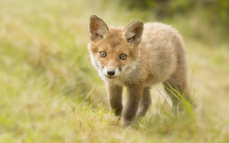Fox kit in grass