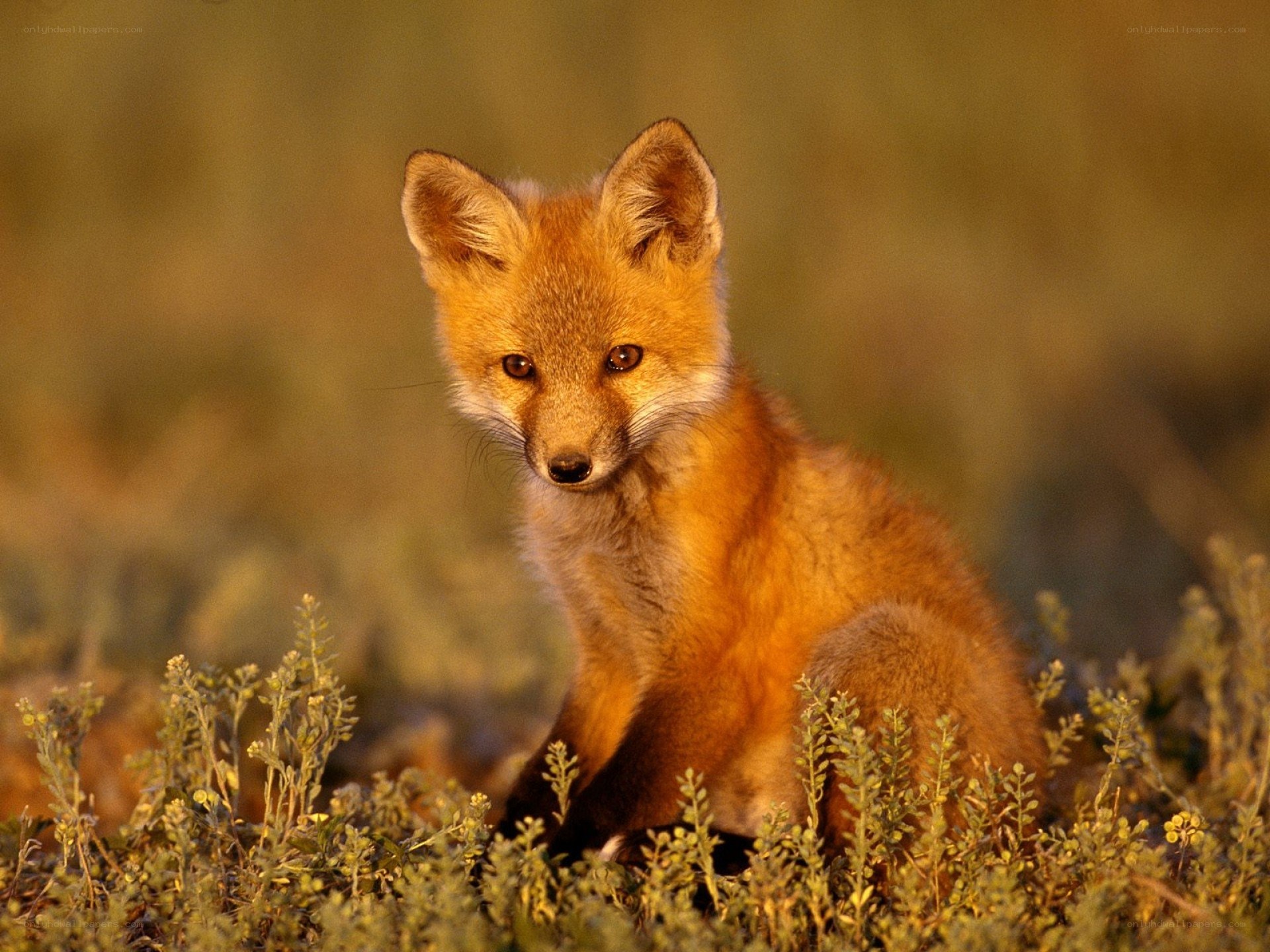 Fox kit in grass at sunset