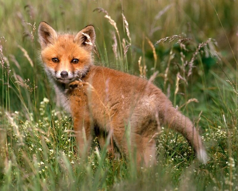 Fox Kit in Grass — Brown, Calm, Afternoon, Photograph