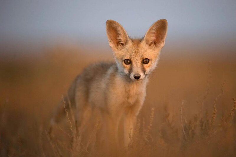 Fox Kit in Grass — Brown, Calm, Sunset