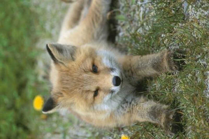 Fox Kit in Grass — Brown, Calm