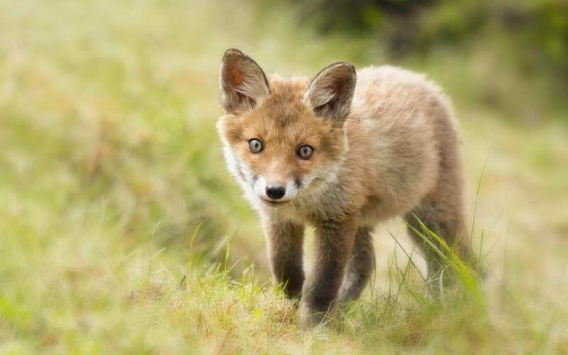 Fox Kit in Grass — Brown, Curious, Afternoon