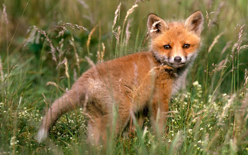Fox Kit in Grass — Brown