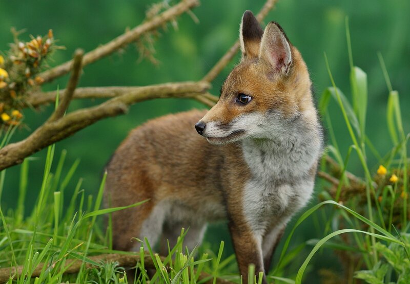 Fox Kit in Grass — Green, Alert
