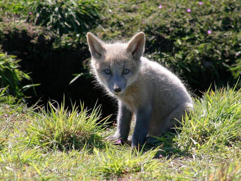 Fox Kit in Grass — Green, Calm, Afternoon, Photograph, Flowers