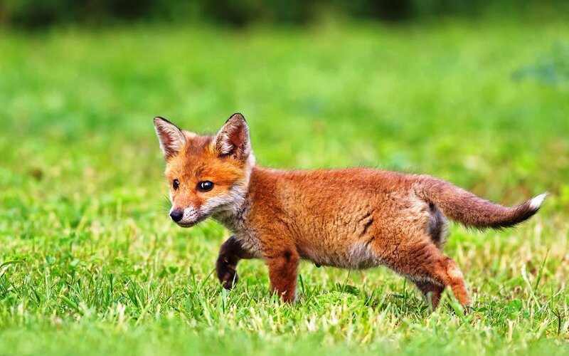 Fox Kit in Grass — Green, Calm, Afternoon, Photograph