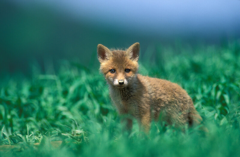 Fox Kit in Grass — Green, Calm, Afternoon